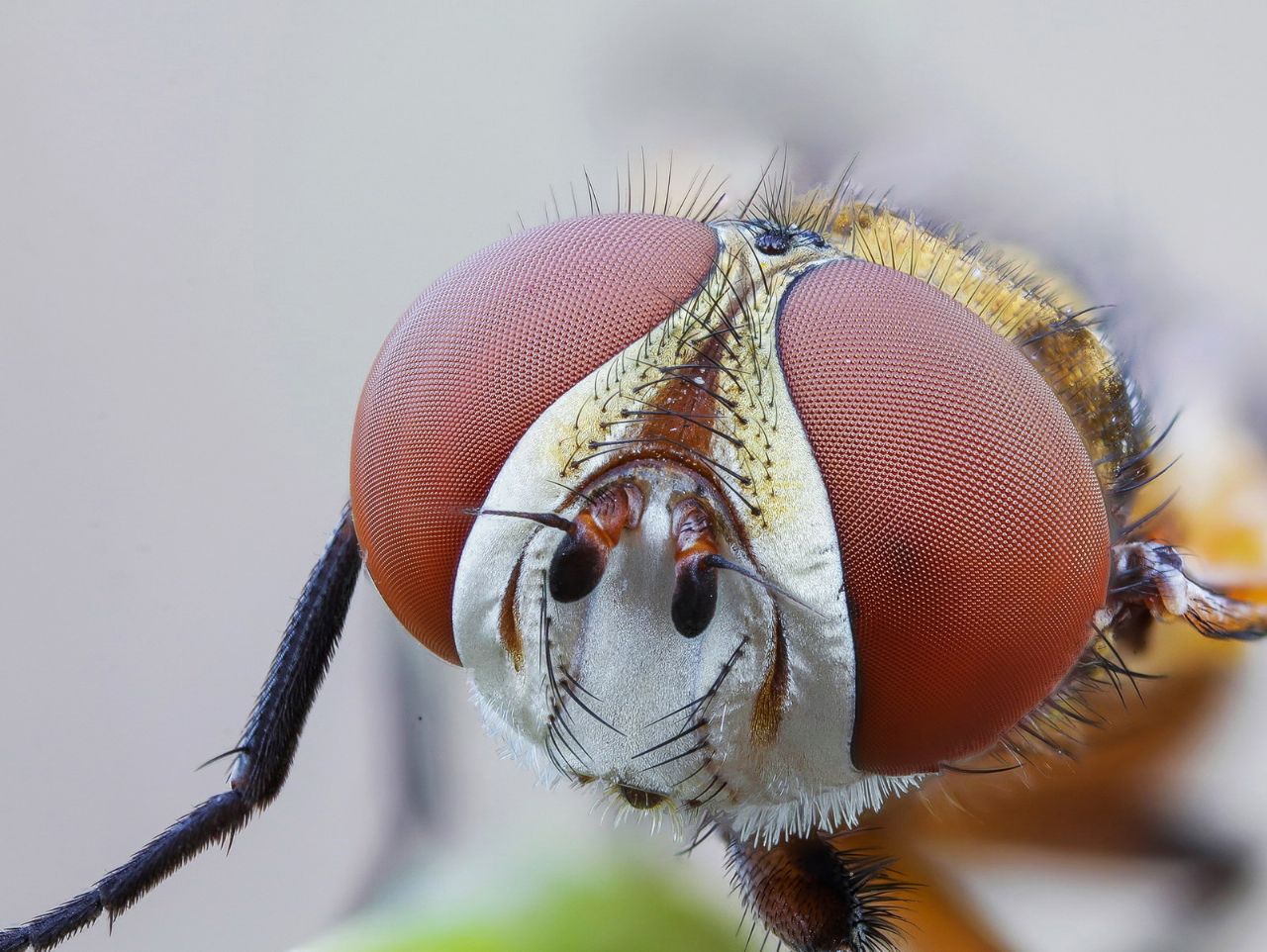 Tachinidae: Ectophasia cfr. crassipennis, femmina